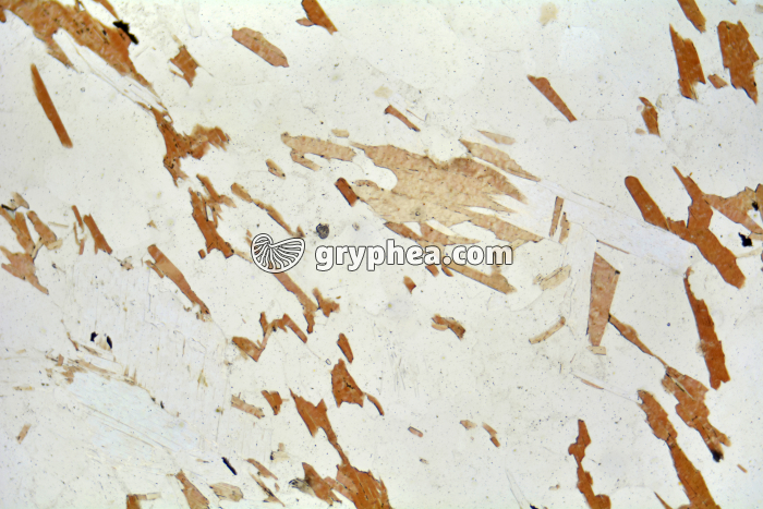  Gneiss à 2 micas (Bas Limousin) LPNA x25 - gryphea.org